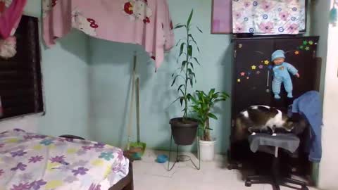 Abby online show from February 3, 12:36 am