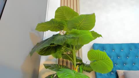 Angell online show from January 17, 5:31 pm