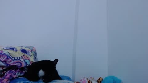 Snapshot of carolina_zabala_19 chatting on October 11, 5:37 pm carolina_zabala_19 online show from October 11, 5:37 pm