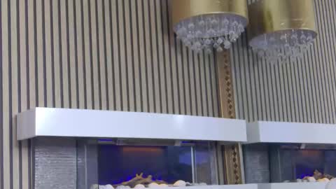 carolinahart online show from March 8, 5:55 am