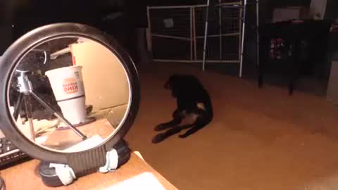 cat online show from September 11, 6:30 pm