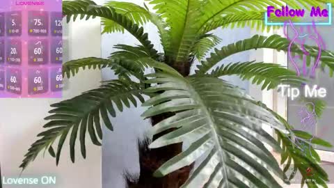 tattoodoll online show from November 10, 5:24 am