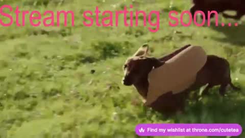 Cutetea online show from December 9, 2:45 am