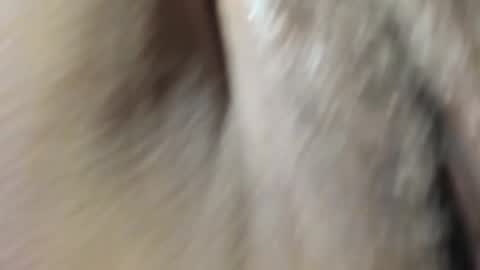 Snapshot of frumcake chatting on January 10, 12:27 am FrumCake online show from January 10, 12:27 am