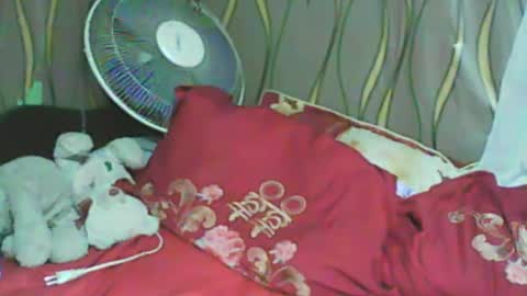 Snapshot of ladyxsnakes chatting on January 11, 3:31 pm LadyXSnakes online show from January 11, 3:31 pm