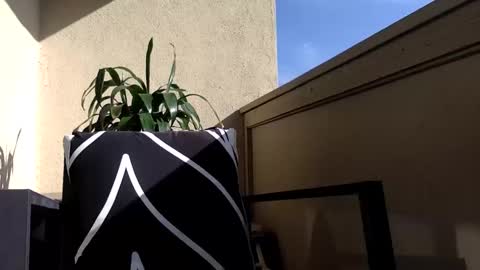 Kyla online show from November 3, 5:17 pm