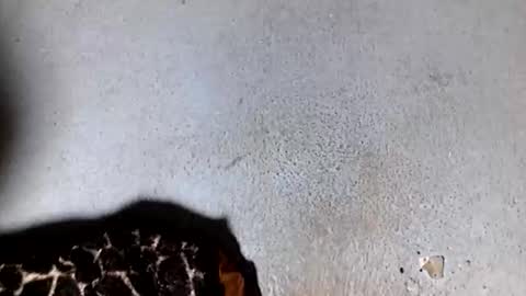 Nathy online show from October 1, 4:28 am