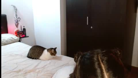 Snapshot of novaperotti chatting on February 6, 2:44 am novaperotti online show from February 6, 2:44 am