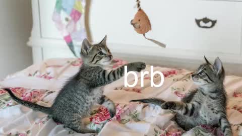 Kitty online show from November 22, 4:26 am