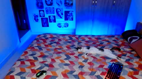 Snapshot of rachel_rosse11 chatting on October 8, 1:54 am Rachel online show from October 8, 1:54 am