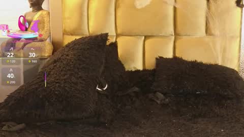 Snapshot of susana_williamss chatting on October 19, 10:45 pm Susana W online show from October 19, 10:45 pm