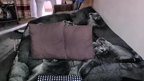 Snapshot of tviks chatting on October 2, 3:22 am Lana online show from October 2, 3:22 am