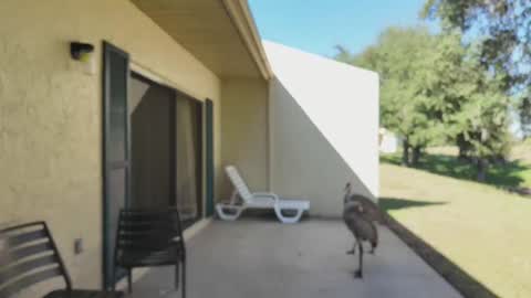 vanessa online show from November 14, 5:35 pm