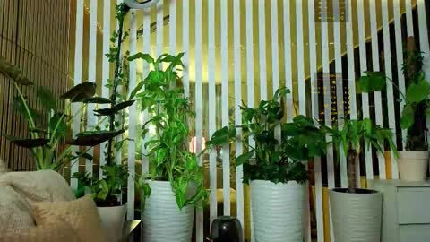 Violetta online show from November 18, 2:56 am