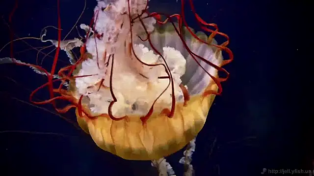 streamy test11 online show from March 30, 11:10 am