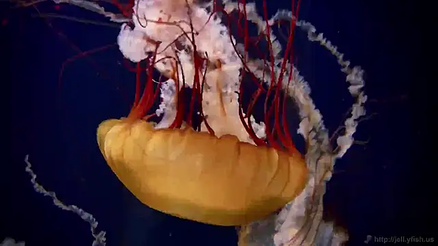 streamy test11 online show from December 15, 2:22 pm