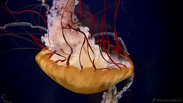 streamy test12 online show from April 3, 2:48 pm