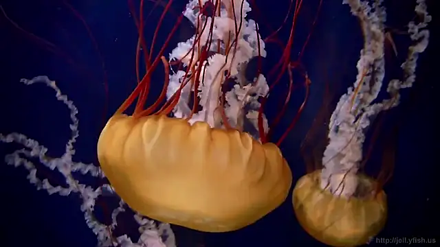 streamy test12 online show from November 11, 4:37 pm