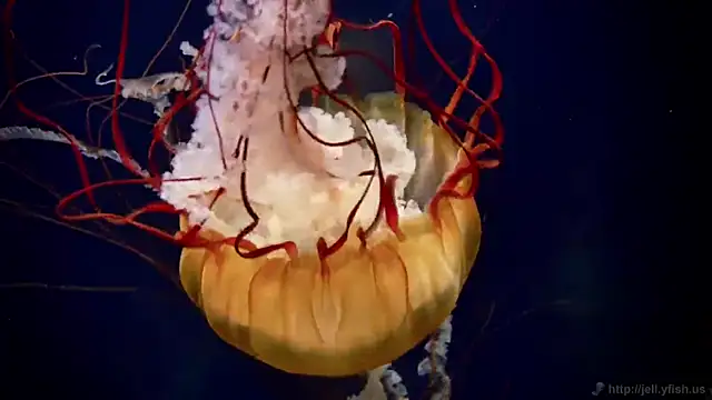 streamy test12 online show from October 2, 9:58 am