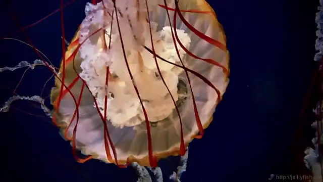 streamy test12 online show from February 19, 5:12 pm