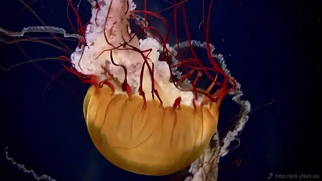 streamy test15 online show from February 26, 1:32 pm