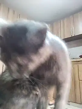 Snapshot of brigitht chatting on October 9, 7:18 pm brigitht online show from October 9, 7:18 pm