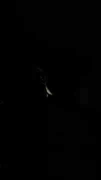 CrownedNyaries online show from August 2, 4:04 am