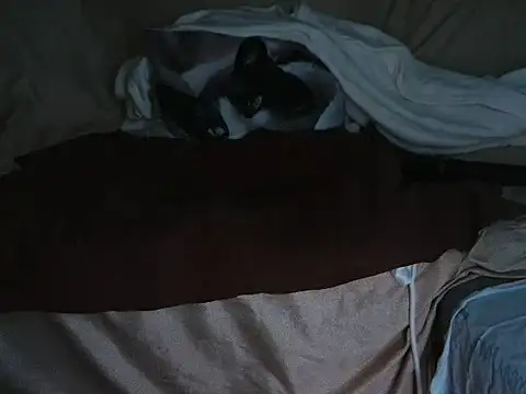 Snapshot of VeneRed chatting on October 1, 7:41 pm VeneRed online show from October 1, 7:41 pm