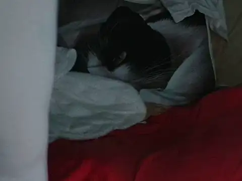 Snapshot of VeneRed chatting on October 20, 7:28 pm VeneRed online show from October 20, 7:28 pm