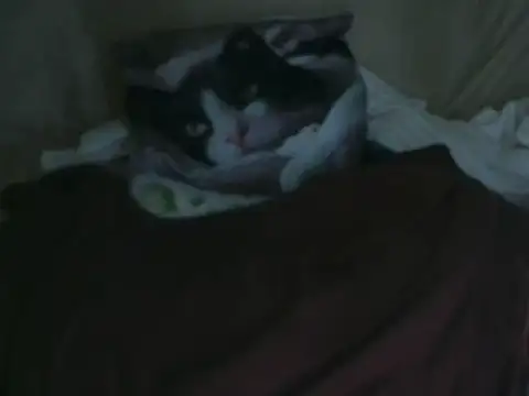 Snapshot of VeneRed chatting on October 2, 7:52 pm VeneRed online show from October 2, 7:52 pm