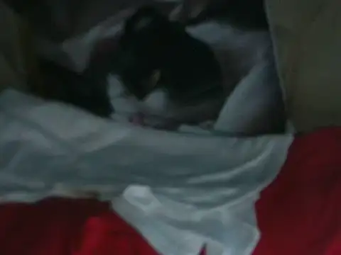 Snapshot of VeneRed chatting on October 19, 7:27 pm VeneRed online show from October 19, 7:27 pm