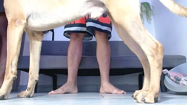 boss of cash online show from March 31, 3:23 pm