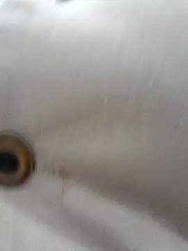 Snapshot of Luna-nevada chatting on October 5, 12:04 am Luna-nevada online show from October 5, 12:04 am