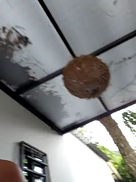 Rosa Warreen  online show from October 4, 1:50 pm