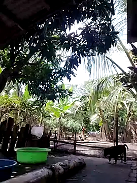 Snapshot of BigBoobs186 chatting on September 24, 6:23 am BigBoobs186 online show from September 24, 6:23 am