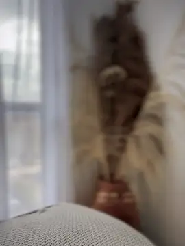 Sofi Leal online show from October 7, 12:20 pm