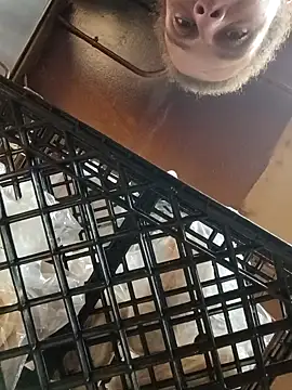 Snapshot of sarahkat86 chatting on October 1, 9:42 pm sarahkat86 online show from October 1, 9:42 pm