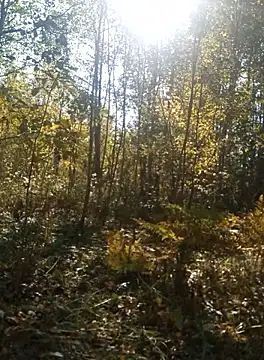 llass55 online show from October 4, 9:04 am