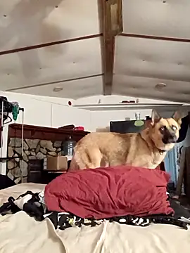 XEmoxkittyx online show from February 23, 7:24 pm