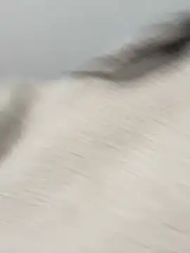 Victoria alson online show from February 19, 1:32 pm