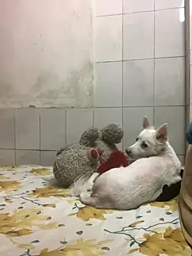 Kajal-Shemale69 online show from September 22, 9:30 am