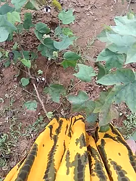 jothitelugu online show from October 21, 6:50 am