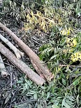 Snapshot of Yumyum_kiw chatting on October 4, 9:04 am Yumyum kiw online show from October 4, 9:04 am