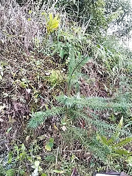 omai-ngot online show from December 20, 1:53 am