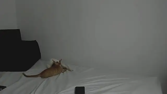 tifanymonroe online show from October 30, 11:00 am