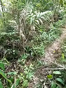 seacyre online show from April 11, 12:39 am